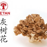 DETAN德添舞茸 新鮮灰樹花 購(gòu)買請(qǐng)電話聯(lián)系，否則不發(fā)貨