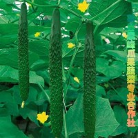 供應原產地黃瓜，品質高口感脆