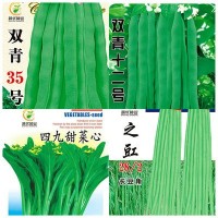 批發(fā)菜園蔬菜種子青梗柳葉空心菜10克盆栽陽臺(tái)院子菜籽廠家直銷
