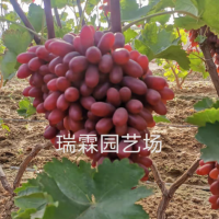 長?？巳鹕咸衙?木果樹苗木批發 葡萄苗樹葡萄樹苗