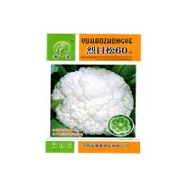 廠(chǎng)家批發(fā)基地用早熟品種耐暑免蓋烈日松60蔬菜種子松花菜種子