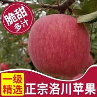 產地直發(fā)陜西延安洛川紅富士蘋果5斤/10斤脆甜新鮮水果一件代發(fā)