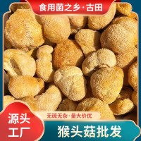 產地直供古田猴頭菇500g食用猴頭菌散裝新鮮刺猬菌干菌菇現貨批發(fā)  10件起批