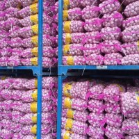 大量供應山東大蒜，干蒜，鮮蒜、市場蒜。蒜米料，出口大蒜