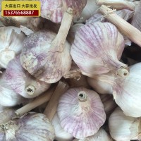 供應金鄉大蒜 大蒜出口殘次品2kg 28元 ，不影響使用，美觀度欠，
